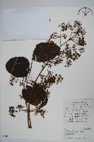 鵲不踏藏品圖，第1張