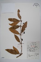 刺黑珠藏品圖，第1張