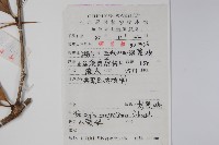 刺黑珠藏品圖，第2張