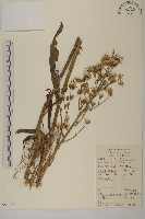 薄葉艾納香藏品圖，第1張