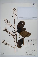 頭序蔥木藏品圖，第1張