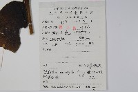 頭序蔥木藏品圖，第2張