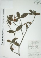 山黃梔藏品圖，第1張