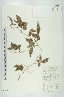 絞股藍藏品圖，第1張