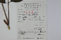 冇骨消藏品圖，第2張