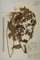 微糙三脈紫菀藏品圖，第1張