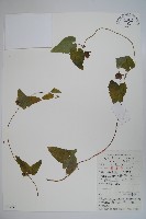 金錢豹藏品圖，第1張