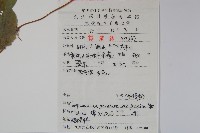 金錢豹藏品圖，第2張