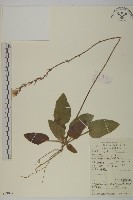 紅背兔耳風藏品圖，第1張