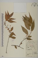 永瓣藤藏品圖，第1張