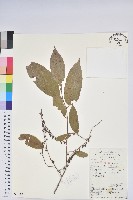 小果南燭藏品圖，第1張