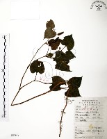 臭腥草、蕺菜藏品圖，第1張