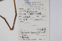 擬馬偕花、白接骨藏品圖，第2張