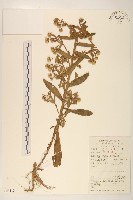 六角草藏品圖，第1張