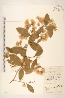 過山龍藏品圖，第1張