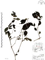 龍珠藏品圖，第1張