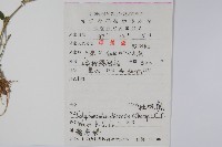 杜根藤藏品圖，第2張