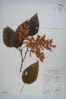 青榨槭藏品圖，第1張