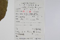 青榨槭藏品圖，第2張