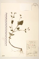 毛梗豨薟藏品圖，第1張