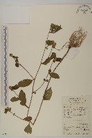 煙管草藏品圖，第1張