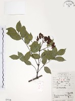 灰色木藍藏品圖，第1張