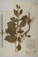 天名精藏品圖，第1張