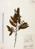 山胡椒藏品圖，第1張