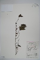 密毛假黃楊藏品圖，第1張