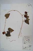 金錢豹藏品圖，第1張