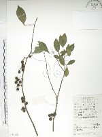 飛龍掌血藏品圖，第1張