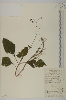 下田菊藏品圖，第1張