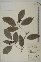 南華南蛇藤，青江藤藏品圖，第1張