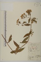 三脈紫菀異葉變種藏品圖，第1張