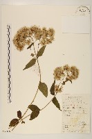 佩蘭、澤蘭藏品圖，第1張