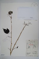 吳茱萸五加藏品圖，第1張