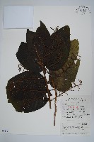 頭序蔥木藏品圖，第1張