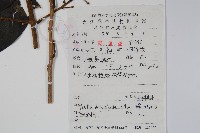 頭序蔥木藏品圖，第2張