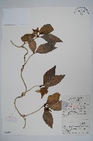 羊乳、四葉參藏品圖，第1張