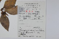 羊乳、四葉參藏品圖，第2張