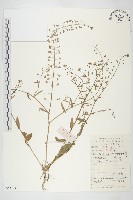 薺藏品圖，第1張