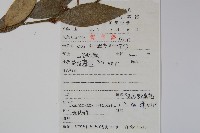 東方野扇花藏品圖，第2張
