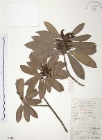 楊梅藏品圖，第1張