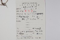 附地菜藏品圖，第2張