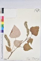 白背葉藏品圖，第1張