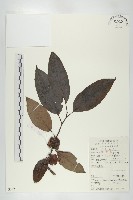 浙江柿藏品圖，第1張