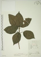 牛乳榕藏品圖，第1張