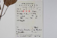 南天竹、天竹、蘭天竹藏品圖，第2張