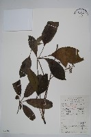 鵝掌柴、江某、鴨腳樹藏品圖，第1張