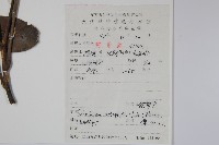 鵝掌柴、江某、鴨腳樹藏品圖，第2張